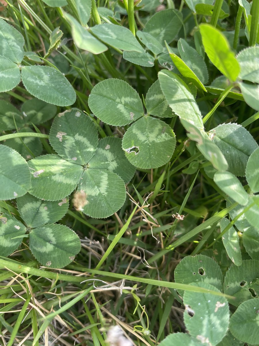GrYoyi's tweet photo. ウォーキング中🚶に何気に見たら🍀だった😊 https://t.co/2P2oqULNC5