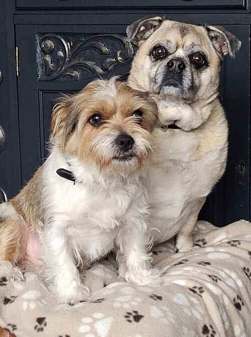 AdoptionsUk's tweet photo. Please retweet to help Buddy and Ziggy find a home together #KENT

Bonded pair, JRT Cross and Pug Cross, they can live with older children in a calm home. They need to be the only pets. Please give an extra retweet, as older dogs are overlooked.

DETAILS👇
https://t.co/0A3A0wIa2D https://t.co/ur43qeMUdI