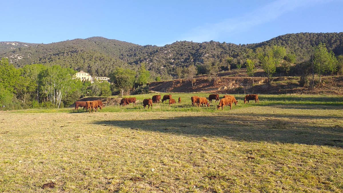 Marti Pujolar tweet media