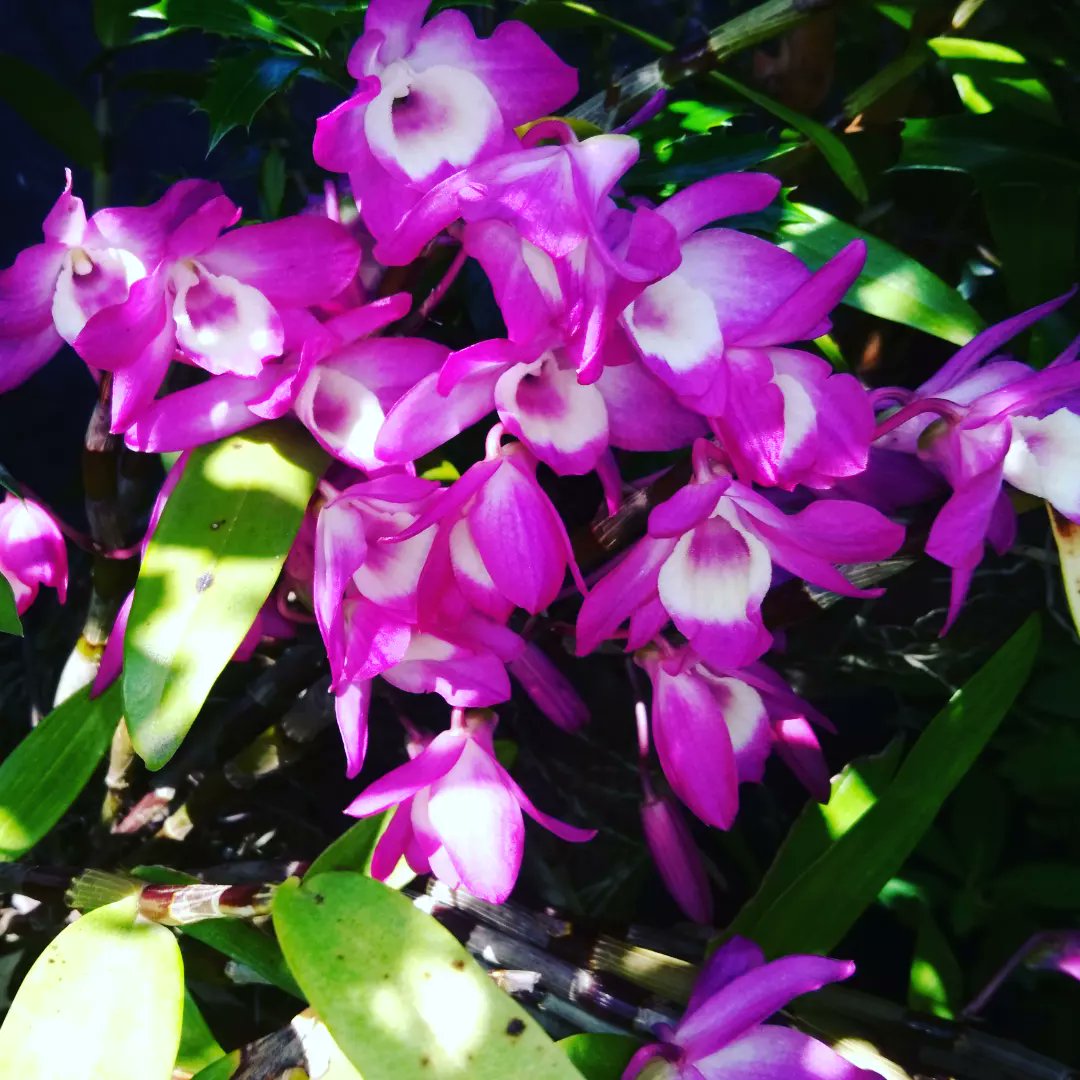 yururinosuke's tweet photo. 庭のラン　色が綺麗
見えにくい所にあって咲いてるの気づかなかった💦

#蘭 #ラン #orchid #田園 #田舎 #田舎生活 #田舎暮らし #自然 #庭 #ガーデニング #園芸 #畑 #花 #flower #フラワー #プランター #植物 #植物のある生活 #季節の花 #農家 #農業 https://t.co/B4DGzAvlui