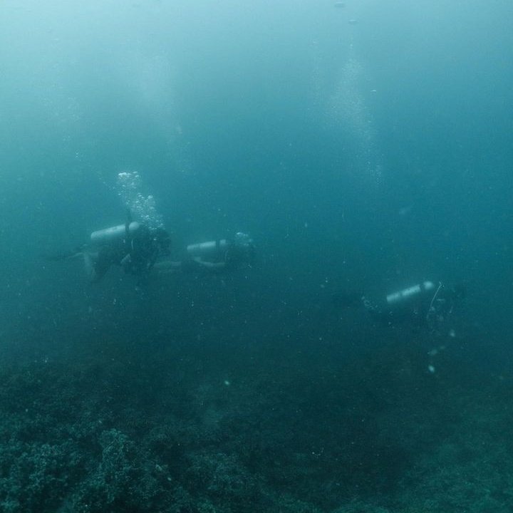 calebfinkler's tweet photo. conhecendo o mínimo da fauna da Ilha da Trindade https://t.co/9PVaMuuPSn