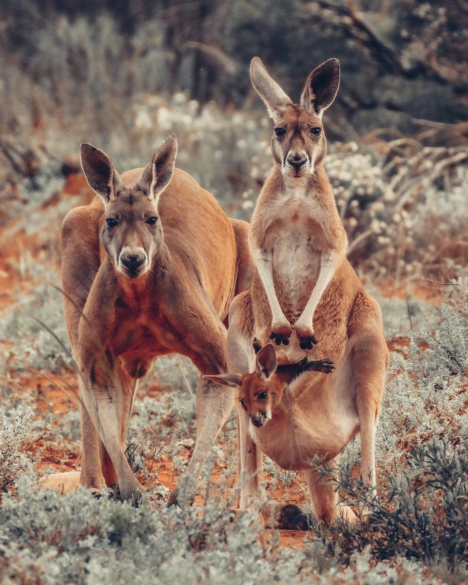 Okay, 😳 he looks like he means beef 🥊. . . 'Get behind me honey' #kangaroos #Australia #outback 
Credits - sabrinaresu