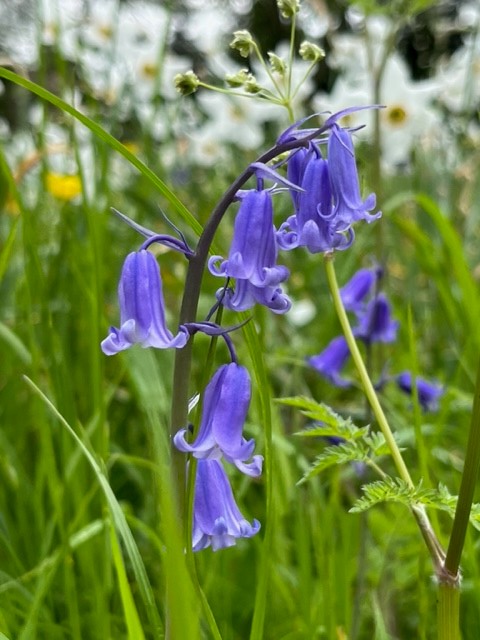 CUBotanicGarden's tweet photo. In celebration of the #Coronation 👑 of King Charles III this weekend we’ve been inspired by the beautiful botanically themed Coronation invitation. Here are some of the plants that feature in it and visitors can also enjoy here as part of our #LivingCollection. https://t.co/Zzv775aGRl