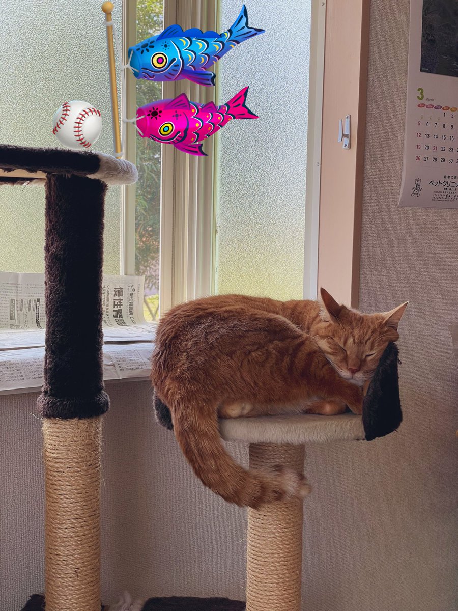 ふと見たらしっぽが  Cになってた‼️🤣
流石ぁ〜カープっ子❣️⚾️👍
今日は「こどもの日」鯉🎏を味方に
つけて絶対勝つぞー‼️✊ﾌｧｲﾄ!!

#こどもの日 
#carp #カープ