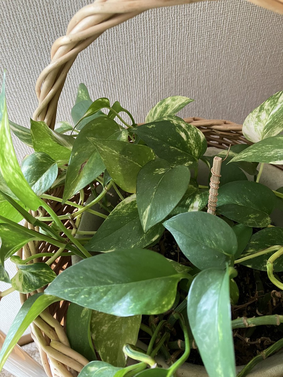 gomaminx's tweet photo. ⚡️エレクトロカルチャーに断然興味が湧き、木の棒と銅線を購入してアンテナを作り、市民農園で借りている畑に立ててきました！

室内のポトスにも、ひとまず家にあった割り箸に銅線を巻きつけて立てたり、余った銅線をコイル状にして、早めの母の日として娘からもらった花束の花瓶に入れてみました。 https://t.co/Putir1Yyfp