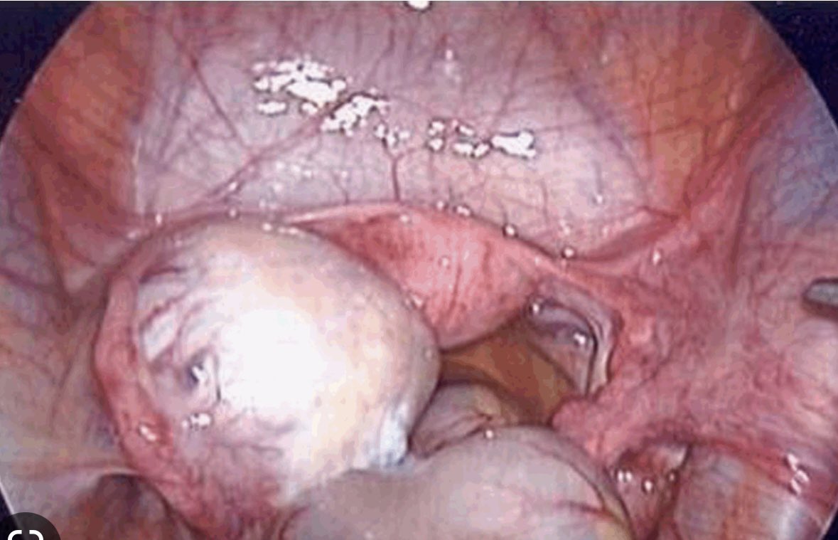 Scott R. Steele tweet media