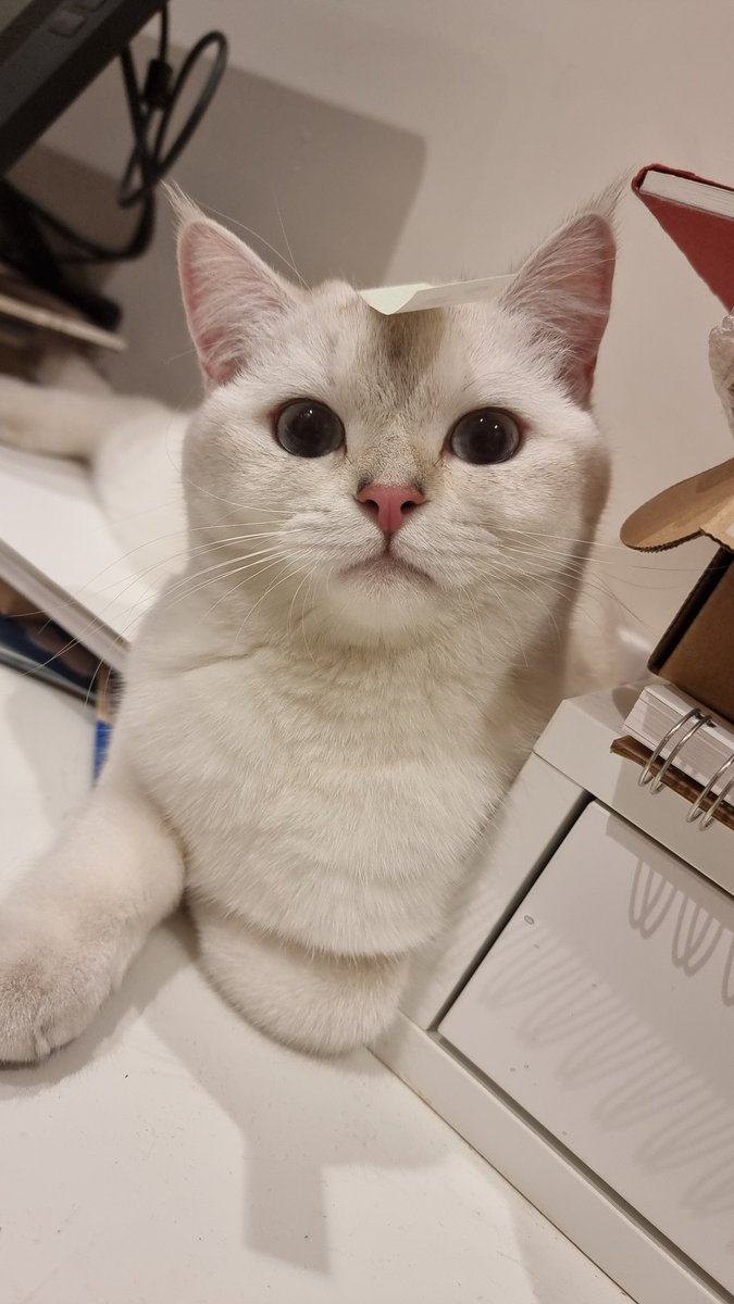 RayRayWolfie's tweet photo. British Short hair cats are the huskies of cats... Help https://t.co/LqjOLdAS9v
