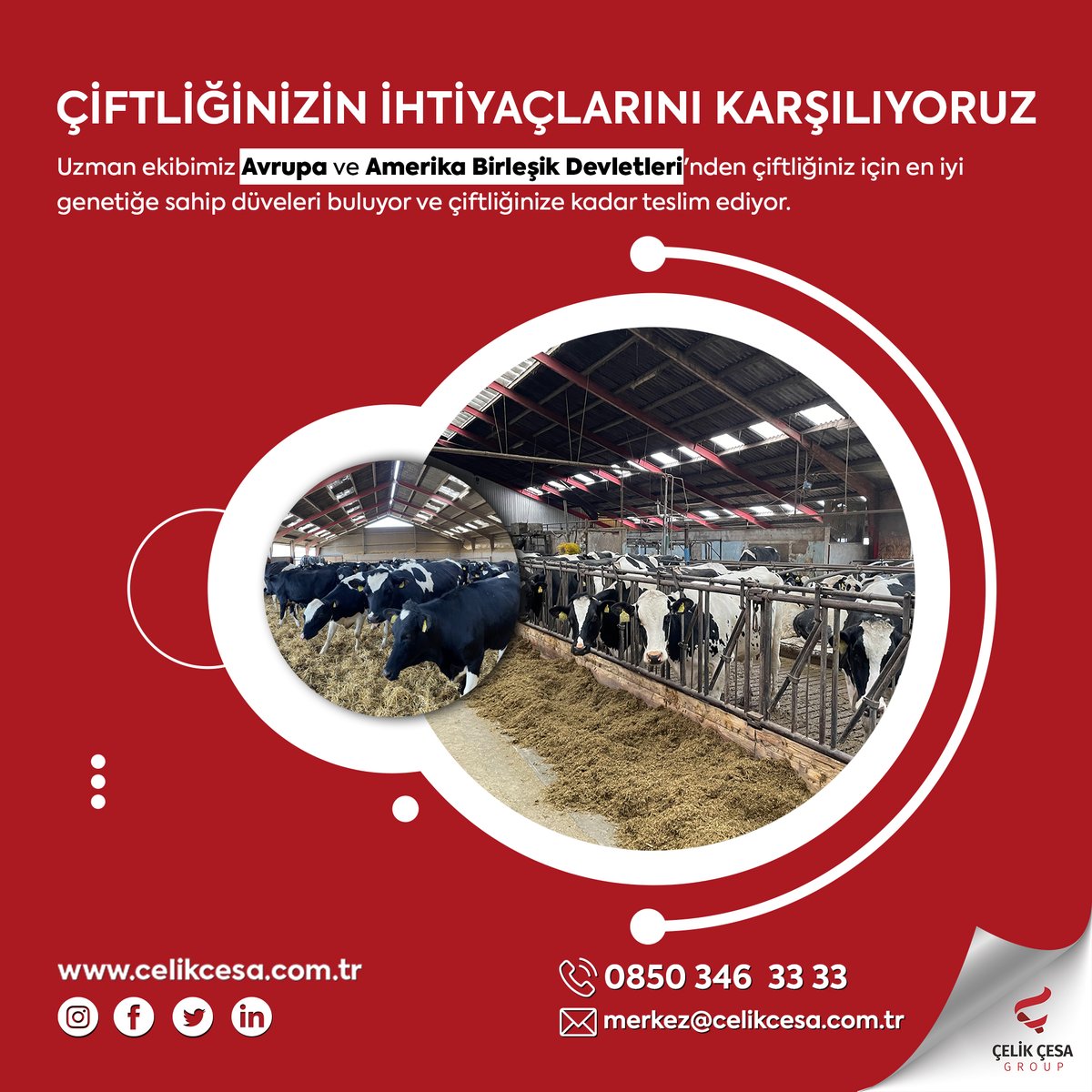 ÇİFTLİĞİNİZİN İHTİYAÇLARINI KARŞILIYORUZ 🐄

🔴 Uzman ekibimiz Avrupa ve Amerika Birleşik Devletleri'nden çiftliğiniz için en iyi genetiğe sahip düveleri buluyor ve çiftliğinize kadar teslim ediyor.

Detaylı bilgi almak için bizimle iletişime geçebilirsiniz.

#celikcesa #gebedüve