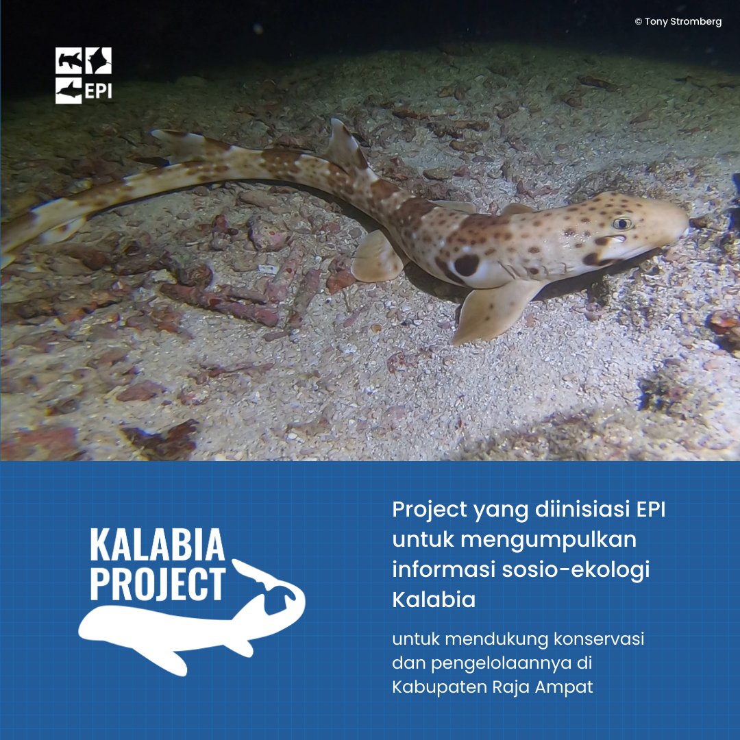 elasmobranchid's tweet photo. Say hiiii to our new project: Kalabia Project!
Kalabia is a local name for Epaulette Shark in Raja Ampat. This project aims to collect socio-ecological information about the species (H. freycineti) in Raja Ampat #KalabiaProject https://t.co/nvzrqSxRJ3