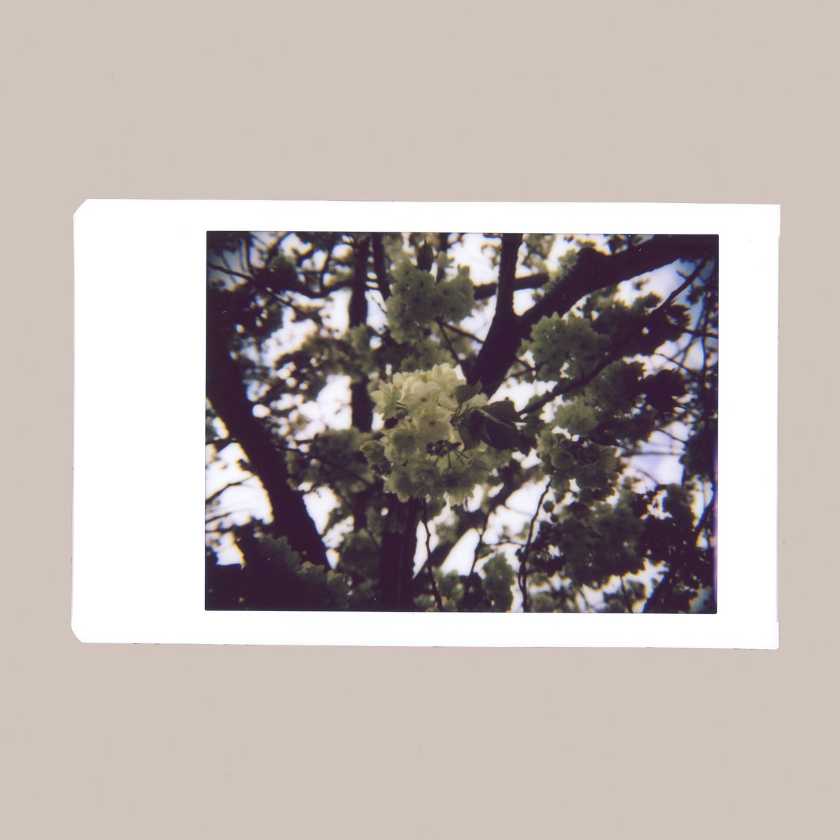 Shj3D's tweet image. “A Chilly Spring Day (v)”

Please visit the Instax/Polaroid fans’ exhibition @NADAR_TOKYO (May 3-7).

#instax #nonssl42 #nonscamera #industar50_2 #チェキ #oldlens