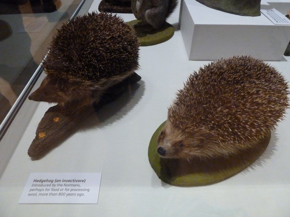 lorraineelizab6's tweet image. Did you know that the hedgehog was introduced into #Ireland by the Normans more than 800 years ago, perhaps for food or for processing wool!?! 📷©fact from @UlsterMuseum (my photo) #HedgehogAwarenessWeek #work #FaustianFriday 🦔😲