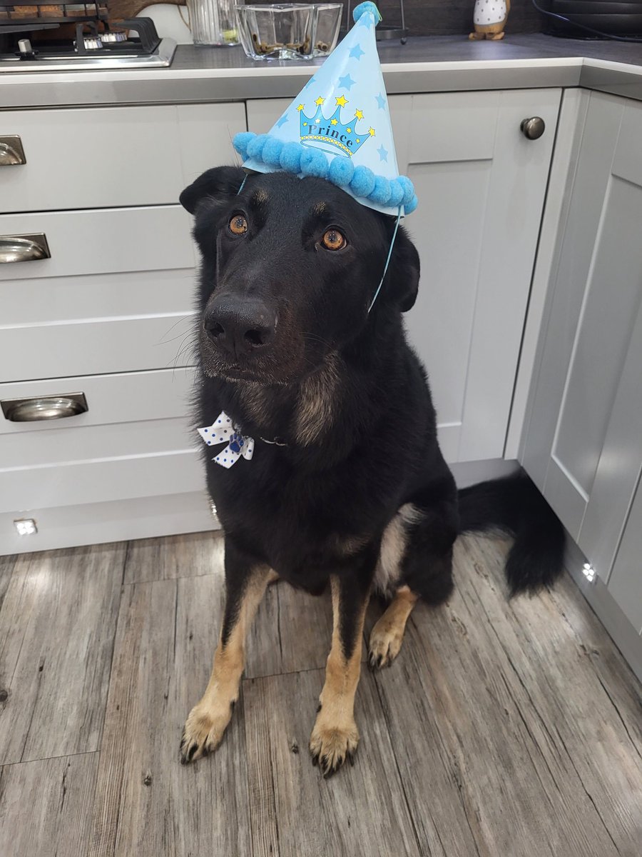 tracyethacker's tweet photo. Happy 4th Birthday to our beautiful Bear, still crazy, still goofy, still loyal as ever 🐾 🐾  We love you Bear! 💙 https://t.co/p2p3ReLJcv