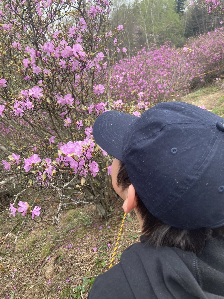 Kitami_MYLOVE's tweet image. 令和5年5月4.5.6日
おんねゆ温泉つつじ祭り開催中です！
花のトンネルでは、エゾムラサキツツジがキレイに咲いています✨
お祭りには出店もたくさん！
ＧＷも後半、つつじを見ながらお祭りを楽しみませんか🎵
#北見 
#kitami 
#おんねゆ温泉 
#おんねゆ温泉つつじ祭り
#エゾムラサキツツジ