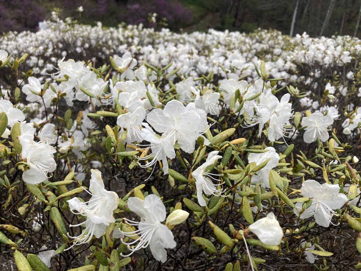 Kitami_MYLOVE's tweet image. 令和5年5月4.5.6日
おんねゆ温泉つつじ祭り開催中です！
花のトンネルでは、エゾムラサキツツジがキレイに咲いています✨
お祭りには出店もたくさん！
ＧＷも後半、つつじを見ながらお祭りを楽しみませんか🎵
#北見 
#kitami 
#おんねゆ温泉 
#おんねゆ温泉つつじ祭り
#エゾムラサキツツジ