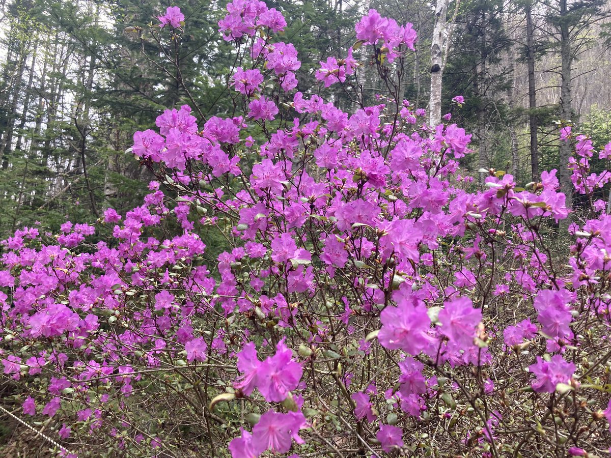 Kitami_MYLOVE's tweet image. 令和5年5月4.5.6日
おんねゆ温泉つつじ祭り開催中です！
花のトンネルでは、エゾムラサキツツジがキレイに咲いています✨
お祭りには出店もたくさん！
ＧＷも後半、つつじを見ながらお祭りを楽しみませんか🎵
#北見 
#kitami 
#おんねゆ温泉 
#おんねゆ温泉つつじ祭り
#エゾムラサキツツジ