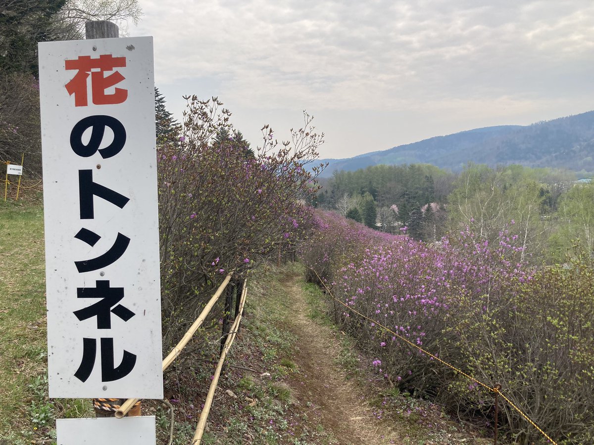 Kitami_MYLOVE's tweet image. 令和5年5月4.5.6日
おんねゆ温泉つつじ祭り開催中です！
花のトンネルでは、エゾムラサキツツジがキレイに咲いています✨
お祭りには出店もたくさん！
ＧＷも後半、つつじを見ながらお祭りを楽しみませんか🎵
#北見 
#kitami 
#おんねゆ温泉 
#おんねゆ温泉つつじ祭り
#エゾムラサキツツジ