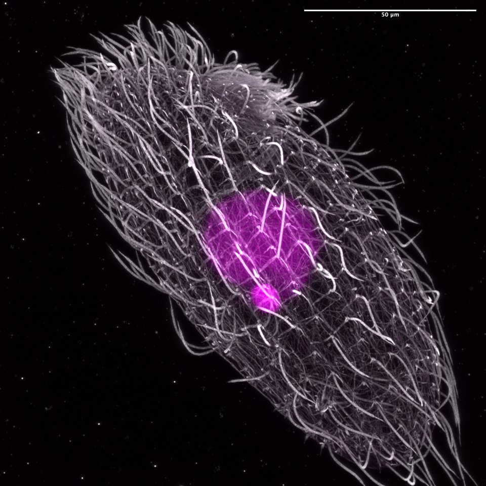 embl's tweet photo. EMBL’s Dey group embarked on 2nd annual  ‘labbatical’ to step outside daily research tasks w/ help of single-celled model organisms.

The group applied its usual high-tech tools and world-class expertise, but with a totally different model organism.

https://t.co/SayvAP1Afj https://t.co/T7J5GtfCRh
