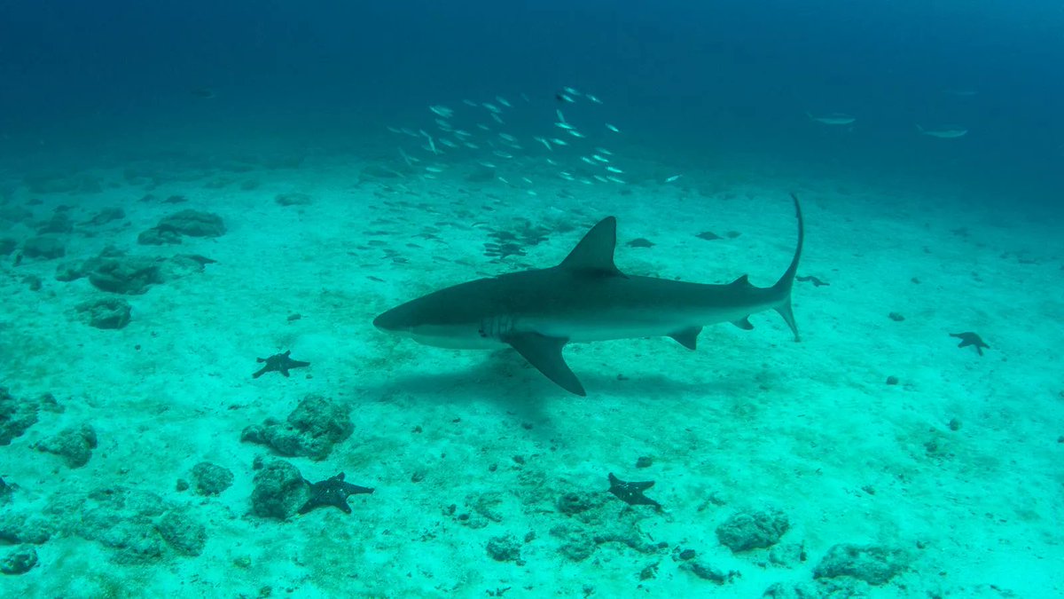 SEAwiseproject's tweet image. With a #longline ban failing to tackle #IUU #fishing &amp;amp; #bycatch of vulnerable wildlife in the #Galapagos, scientists argue that an #EcosystemBasedApproach is needed to address the complexity of #social issues at play in the region. More at  buff.ly/3Ladwz2