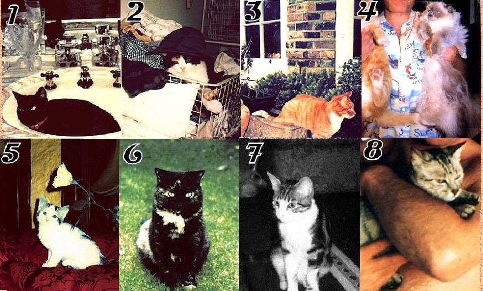 gatos_solo's tweet photo. Los gatos de #FreddieMercury https://t.co/xS63fHohaD
#Cats #Gatos https://t.co/qnIqyIwS4B