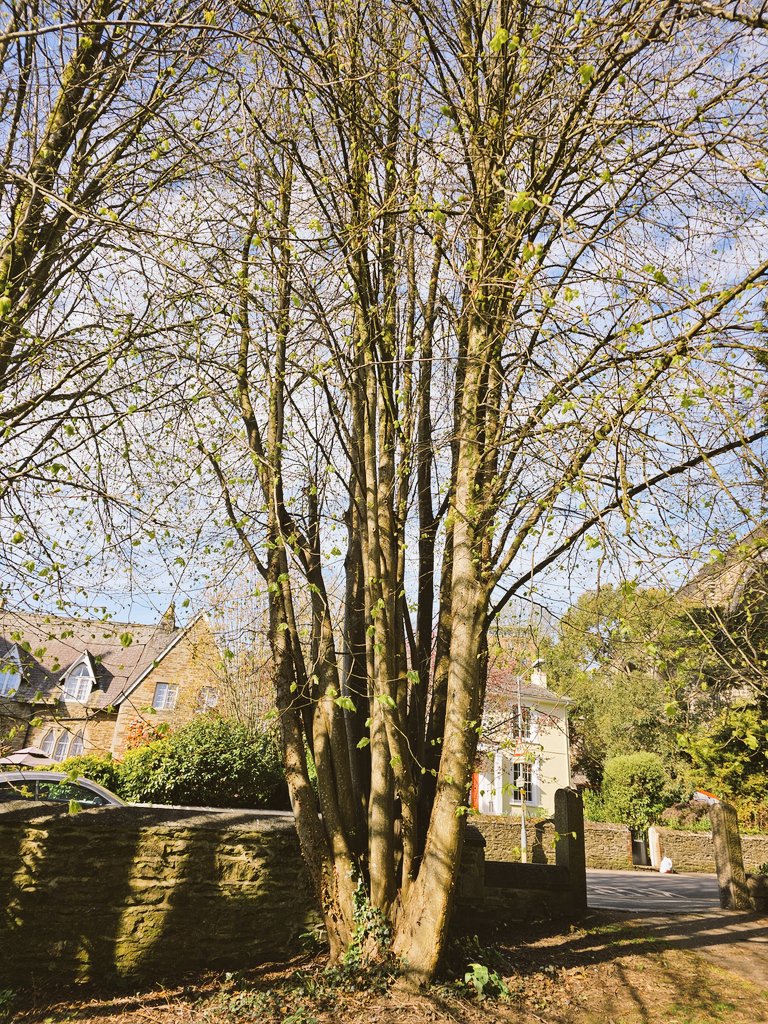 @TreePilgrim tweet media