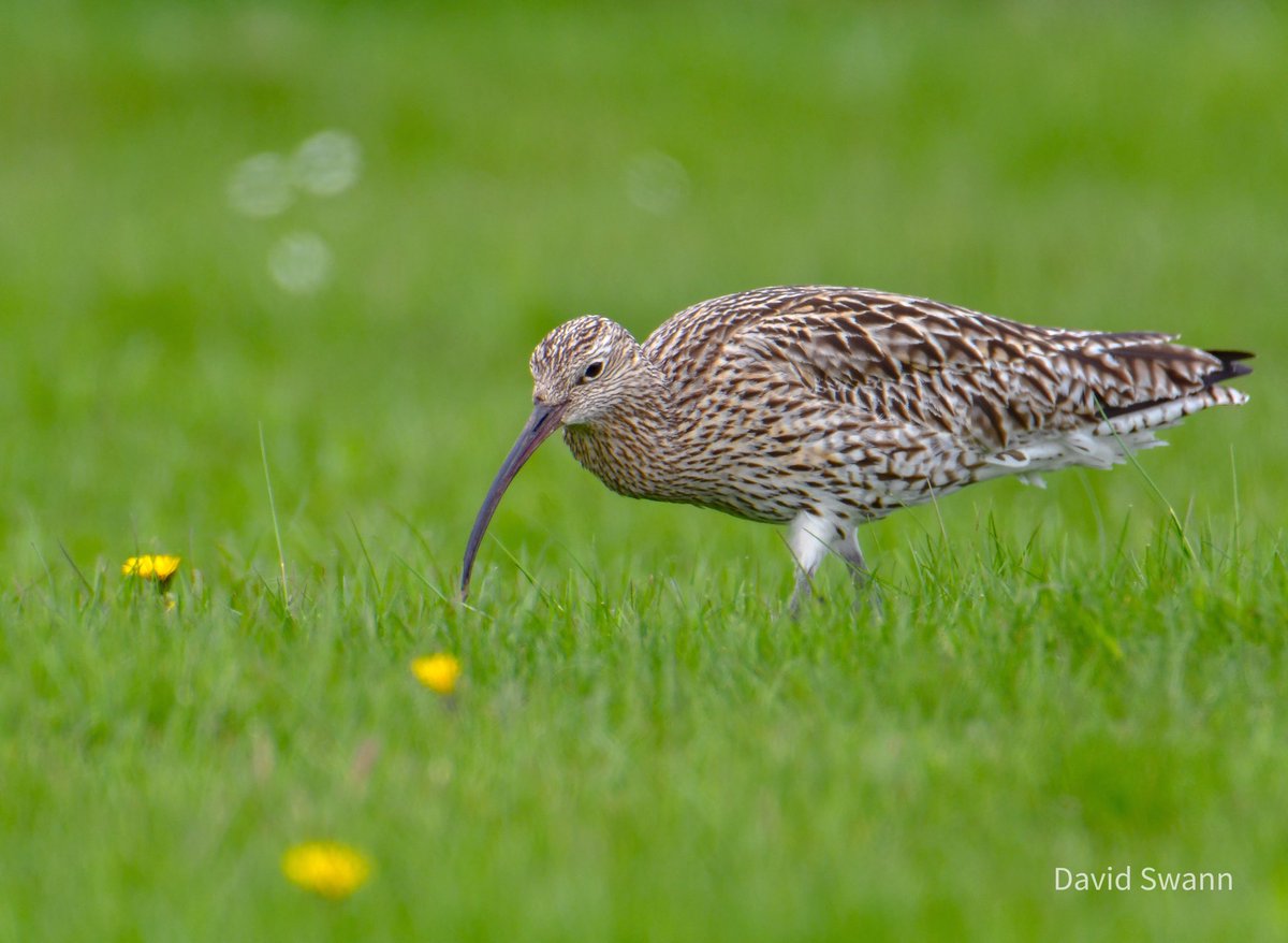 Curlew. @Natures_Voice @NorthYorkMoors @nybirdnews @YorksWildlife @WoodlandTrust @curlewcalls @CurlewLIFE @CurlewAction