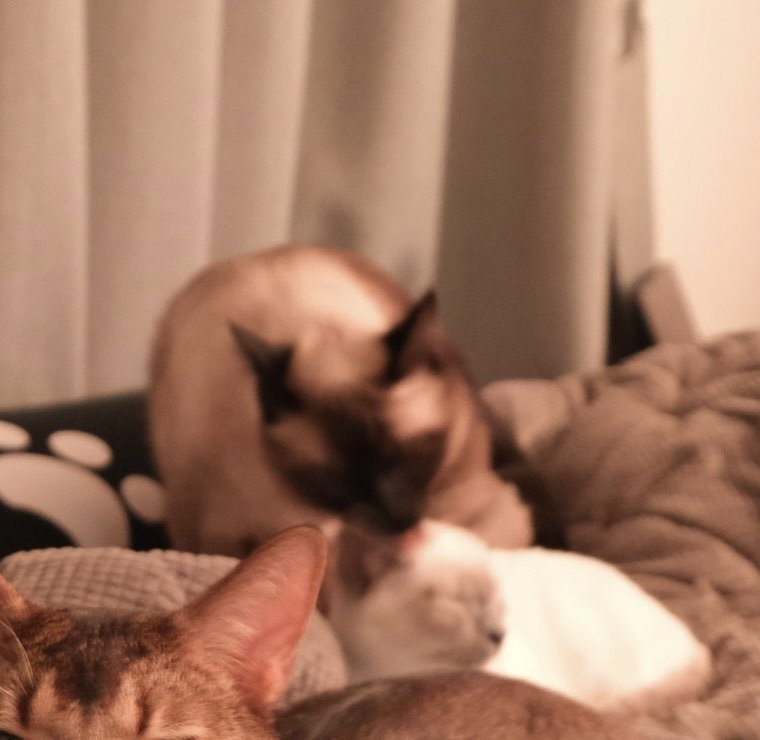 เอ็นดูพิคนโตนะ ตอนลีออนมาใหม่ๆก็ตามเลียน้องจนหูเปียก คาดว่าน้องเลวี่ก็น่าจะหูเปียกเหมือนกัน😂