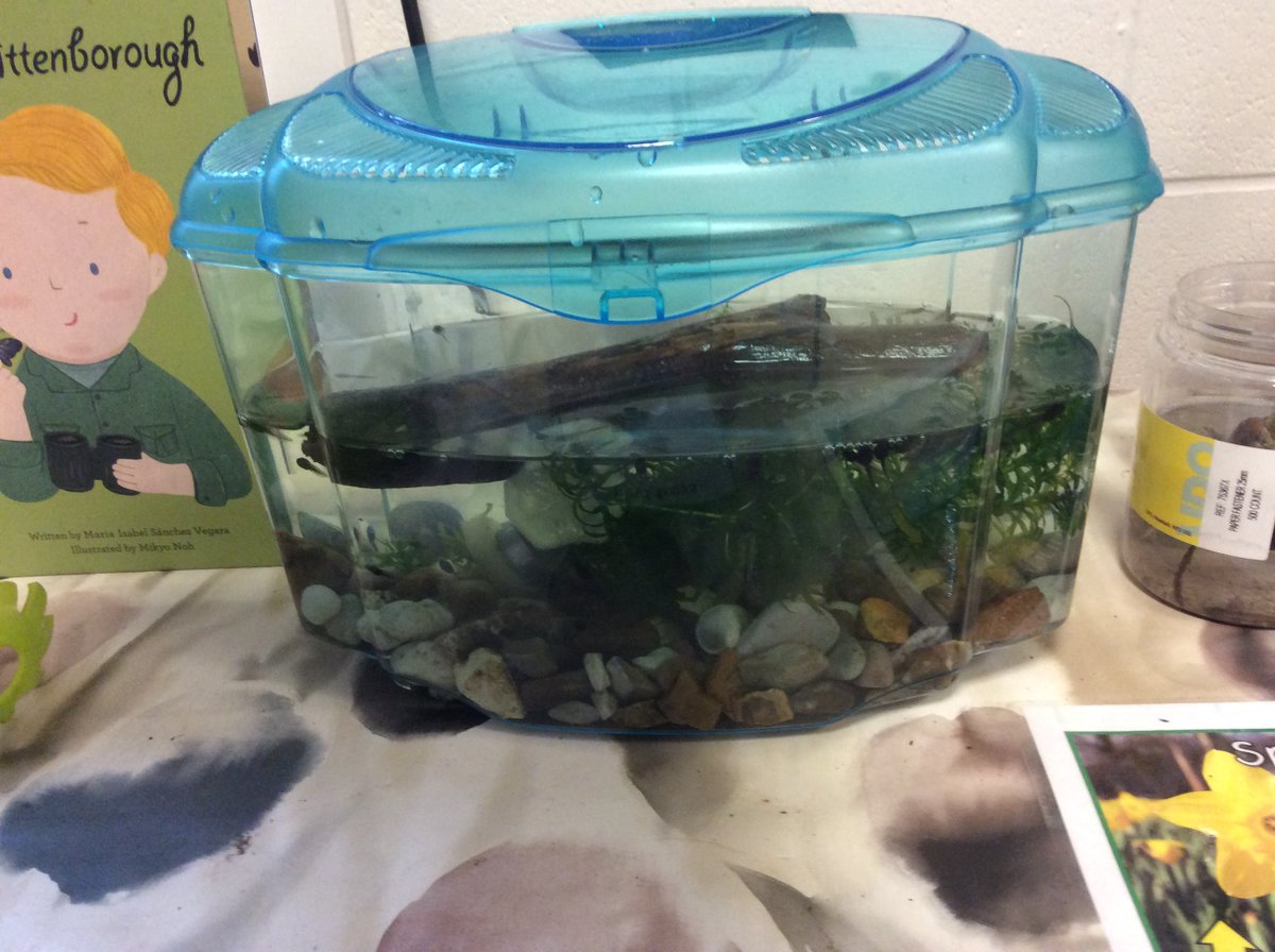 ASA_FS1's tweet photo. We have some tadpoles in our classroom. We are learning about a frogs life cycle. We have been giving the tadpoles plenty of food. #ASAScientists https://t.co/RkGMb2YtYi