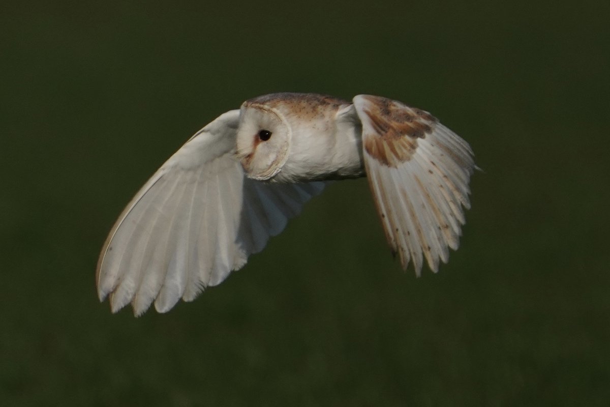Suffolk Barn Owl