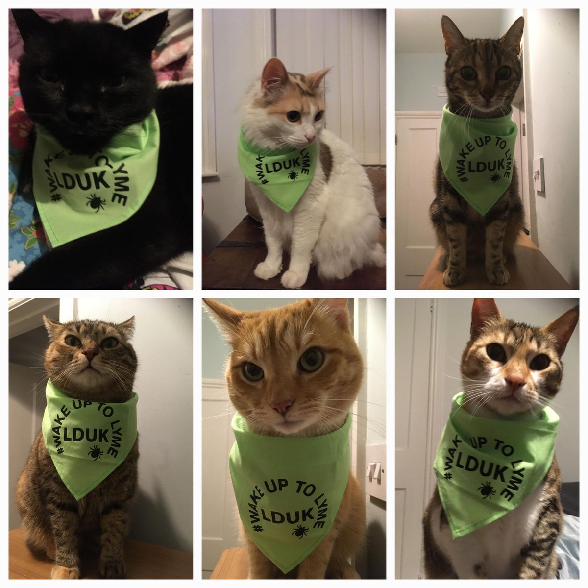 VsLyme's tweet photo. 💚 #wearlimeforlyme
💚 #wakeuptolyme
💚 #lymediseaseawarenessmonth
💚 #lymediseaseuk https://t.co/vzJp1va9rE