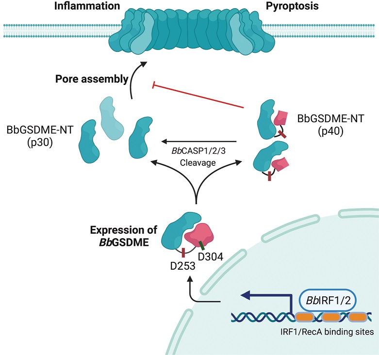 PLOSBiology's tweet photo. #Gasdermins (GSDMs) are pore-forming proteins involved in #CellDeath & #inflammation. @jianbin_ruan explores a #PLOSBiology study of the evolution of GSDMs in metazoa, highlighting the role of GSDME in #pyroptosis. Primer: https://t.co/rCtZJ9y6xU Paper: https://t.co/EPcwwn3NJP https://t.co/4Wqtoell41