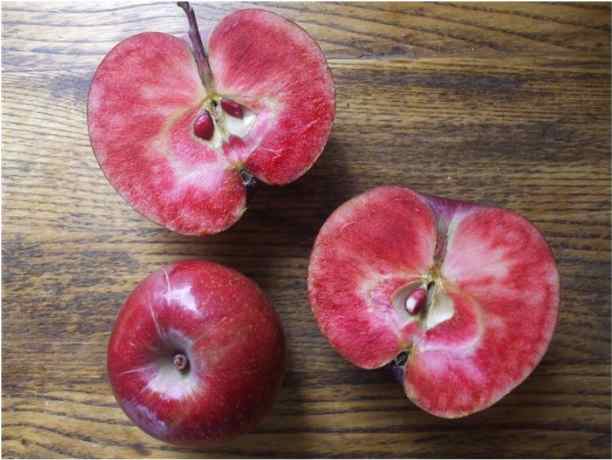 PDF) Sauron� Apple Cultivar