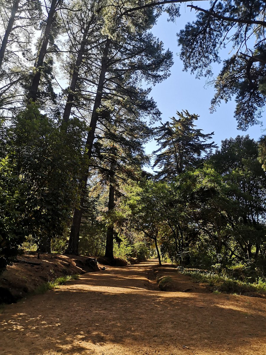 CameronDav13's tweet photo. Don't forget the simple pleasures of nature: the rustling leaves, the pine scent, and the forest's stunning colors. Take a moment to breathe it all in and feel refi-nourished. #ReFi_This @reficapetown #GitcoinBeta #ReFiCapeTown https://t.co/ZsrgB4CRFr