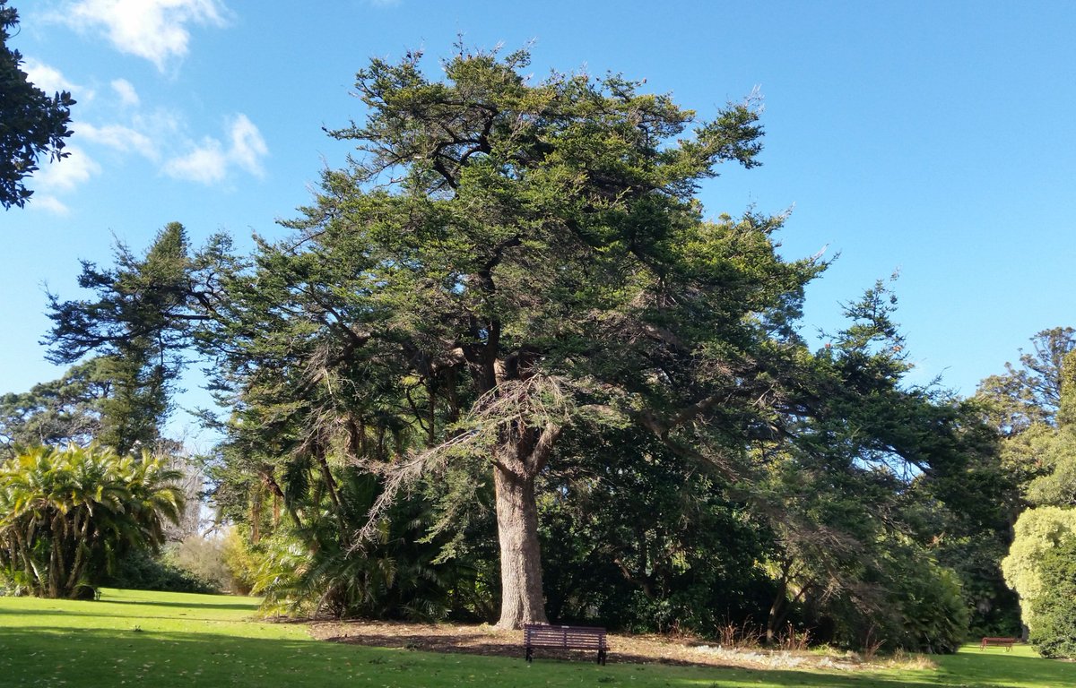 StuartWilliams_'s tweet photo. Keteleeria fortunei, a conifer from southern China, on the Eastern Lawn.  Seed from this tree was sent for identification to  @kewgardens in 1900, leading to reintroduction of this species into cultivation in Europe. #Pinaceae https://t.co/Ad7hVCteSI
