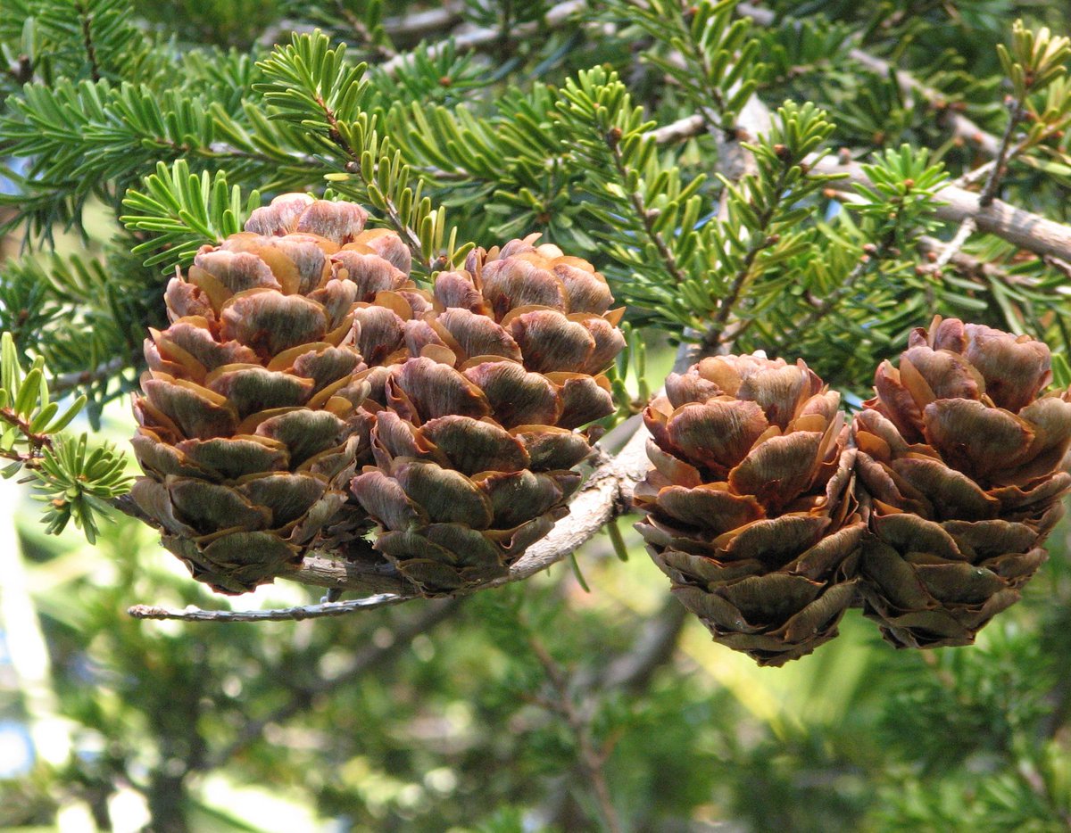StuartWilliams_'s tweet photo. Keteleeria fortunei, a conifer from southern China, on the Eastern Lawn.  Seed from this tree was sent for identification to  @kewgardens in 1900, leading to reintroduction of this species into cultivation in Europe. #Pinaceae https://t.co/Ad7hVCteSI