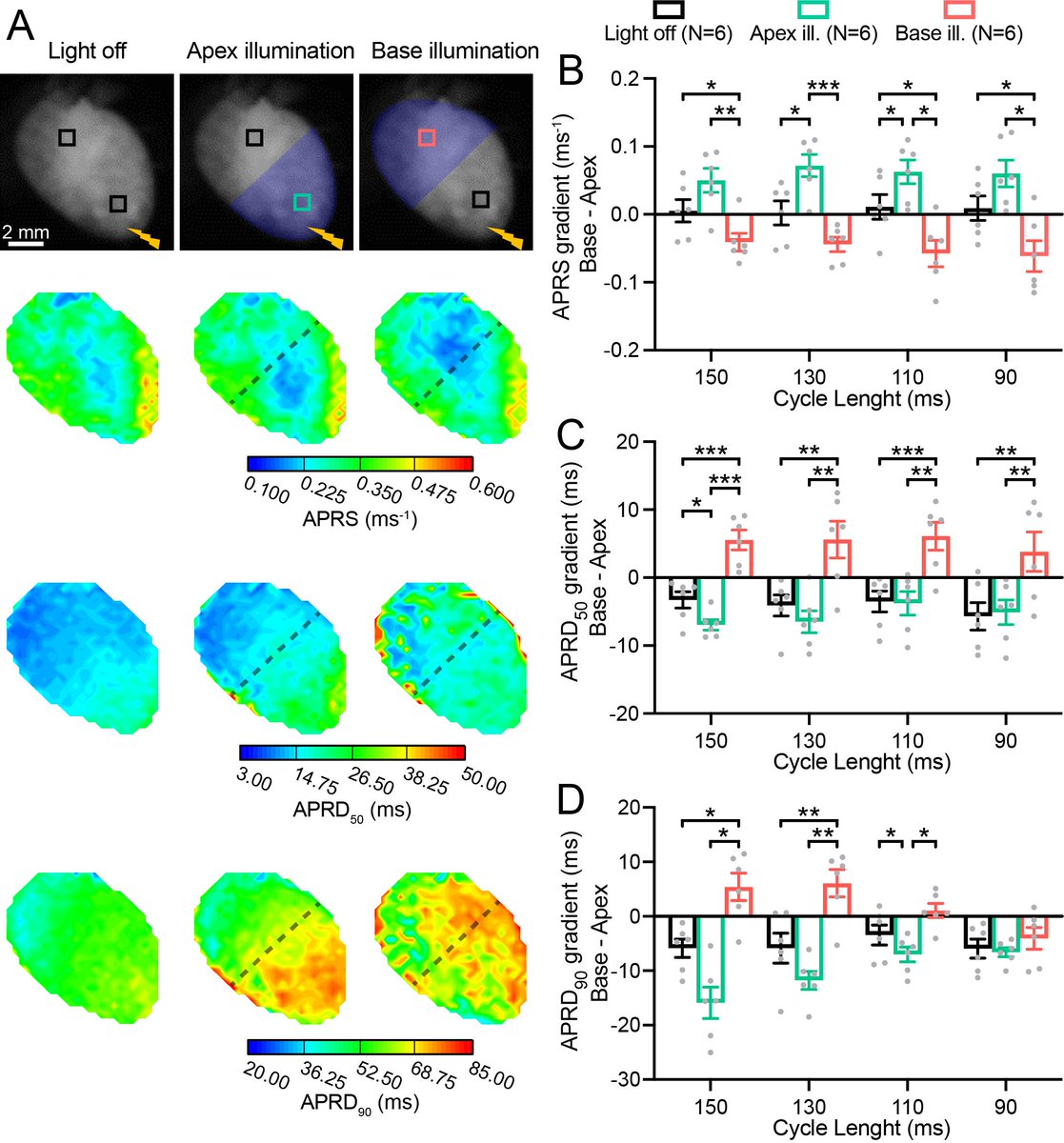 Happy to share that our latest study is published in Frontiers in Physiology! 
We show that gradients in ventricular conduction and repolarisation can be manipulated by sub-threshold optogenetic stimulation.
You can access the paper at: doi.org/10.3389/fphys.…
@LeonardoSacconi