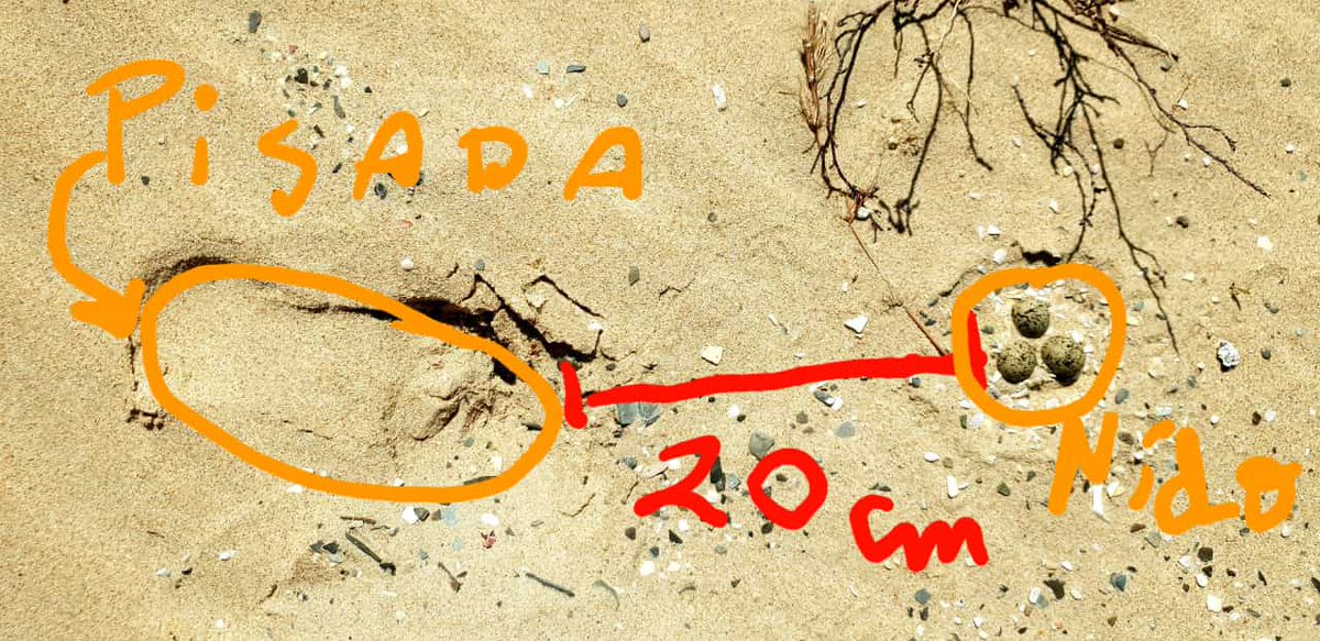 Kitesur's tweet photo. Acordaros que en las playas de Tarifa, muy cerca de donde practicamos nuestro deporte favorito, anidan estos Chorlitejos Patinegros. Por favor respetemos la señalización para proteger sus crías 🙏
#playasdetarifa 
#chorlitejo 
#tarifa https://t.co/t24oQ9xMmh
