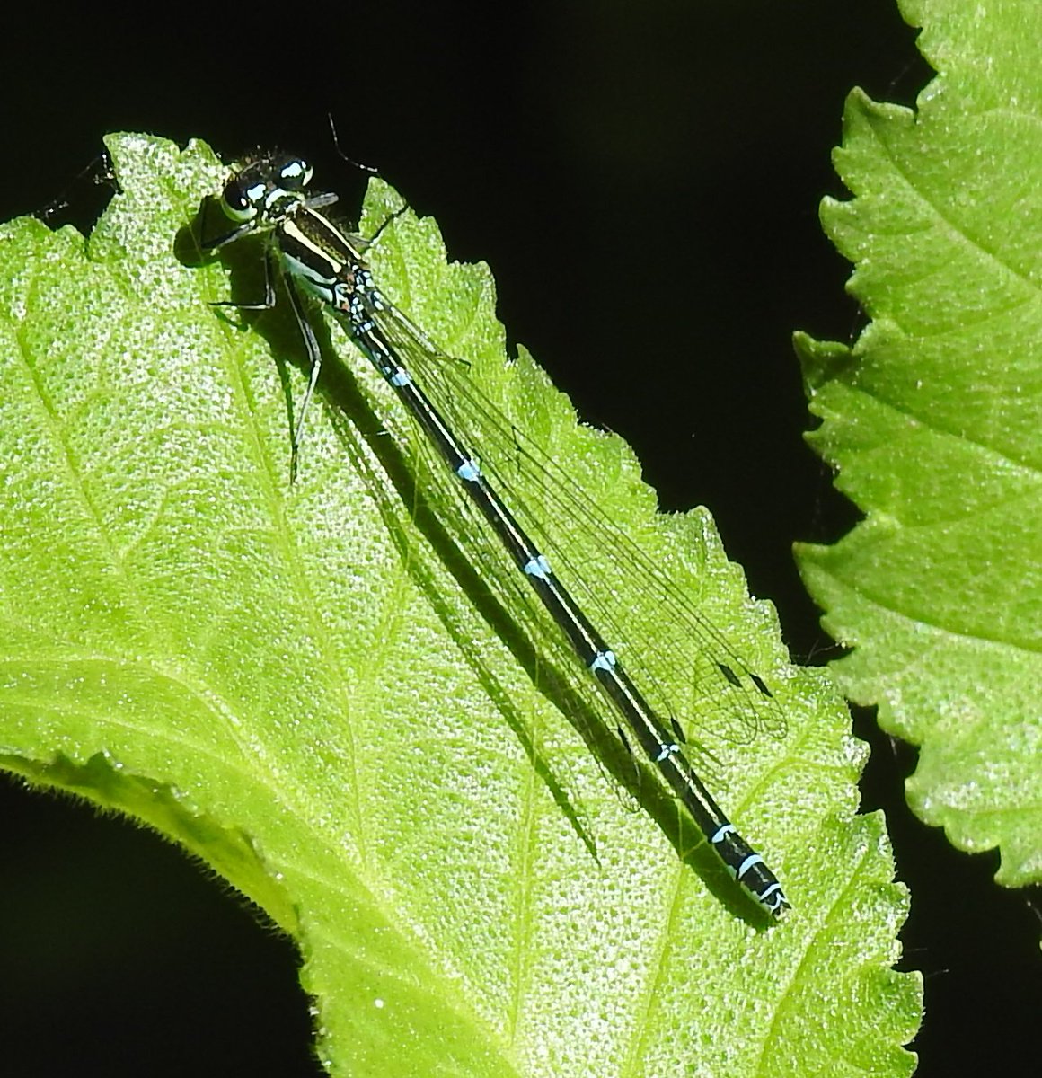 Coenagrion puella, nova espècie d'odonat observat a La Saulonera aquest cap de setmana i que suposa la 17ena espècie de libèl·lula registrada en aquest espai.

📷 <a href="/MarcPeris3/">Marc Peris</a>