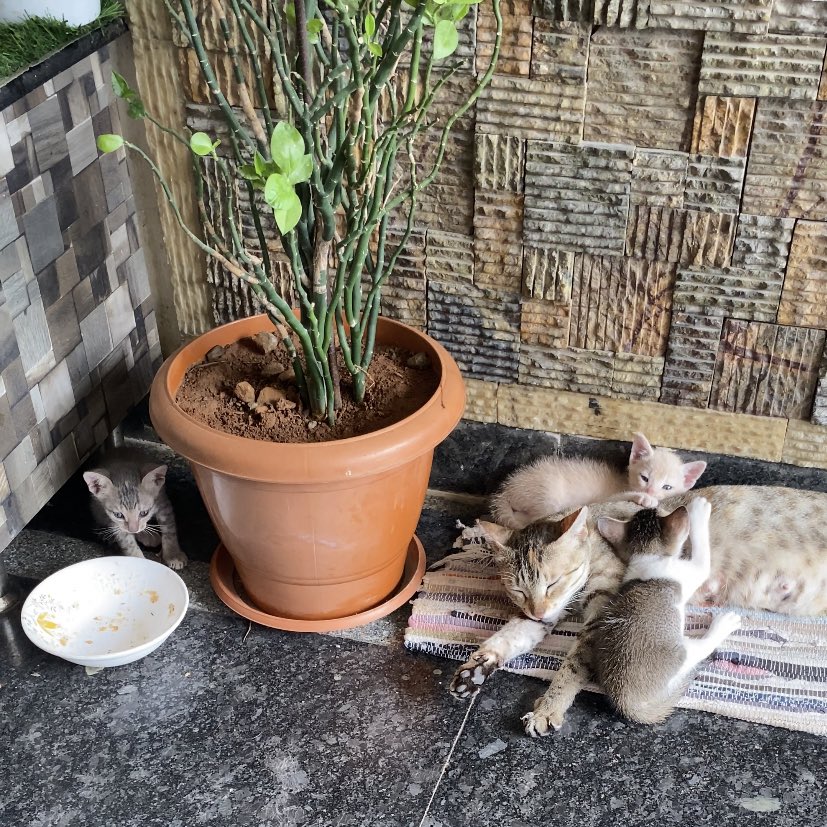 geethu__'s tweet photo. new neighbors 🥹 https://t.co/l4vlgl3y6P