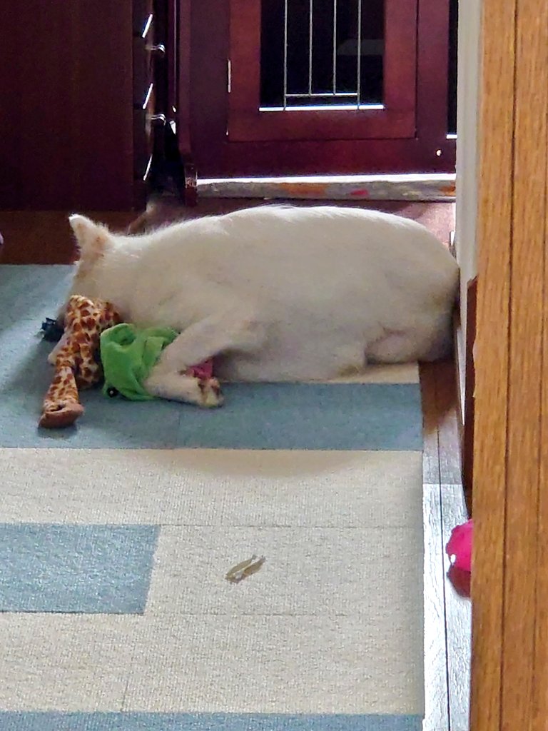 HuskyVanilla's tweet photo. 今日のミルクはまだお疲れ中？ぬいぐるみ抱きながら寝ちゃってた(笑)可愛すぎかよ🥰️

あ、起きた？
そしてまた寝た💤

 #保護犬  #元野犬  #ビビリ犬  #いぬのいる暮らし https://t.co/BCXvjbMjUR