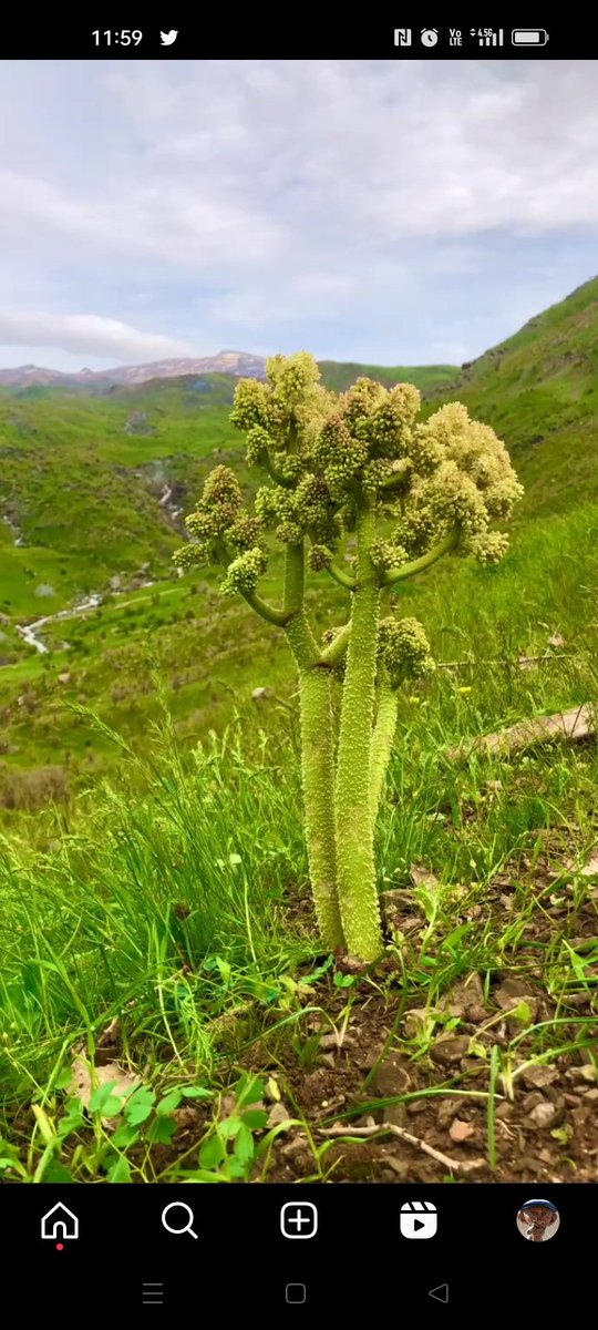 Kürtlerin antibiyotik ilacı ismini kimler biliyor?