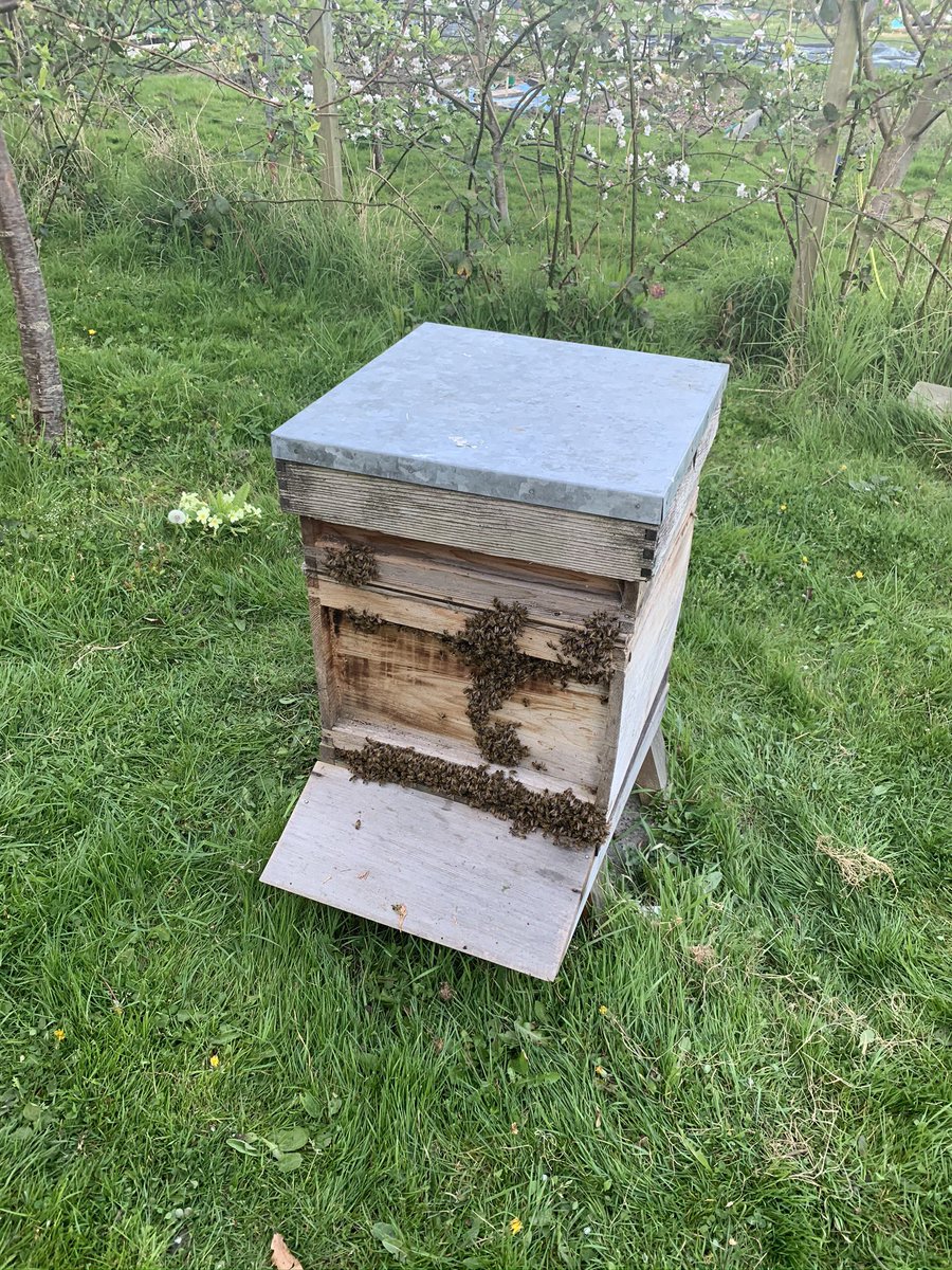 agwp's tweet photo. @AnjaliEnjeti You probably won’t find the Queen, but you know you have her if the bees head into the box / bucket by themselves as they follow her scent.

Bedsheet helps to both catch any loose bees that fall down, and to make it easier to see them walking in. 

End result: https://t.co/OGQyeOWffb