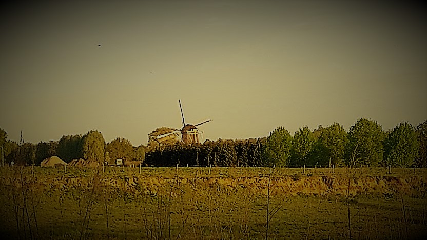 De Molen van MaasRijk Blitterswijck gisteren 4 mei ....vandaag staan de Wieken vast op feest!