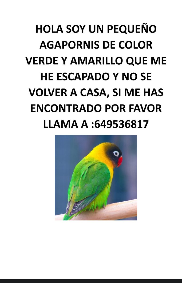 Hola, estoy roto, ayer se escapó y no lo encontramos( Zona de Teatinos, Málaga) si pudieseis dar RT para difundirlo y poder encontrarlo se agradecería un montón.💔💔