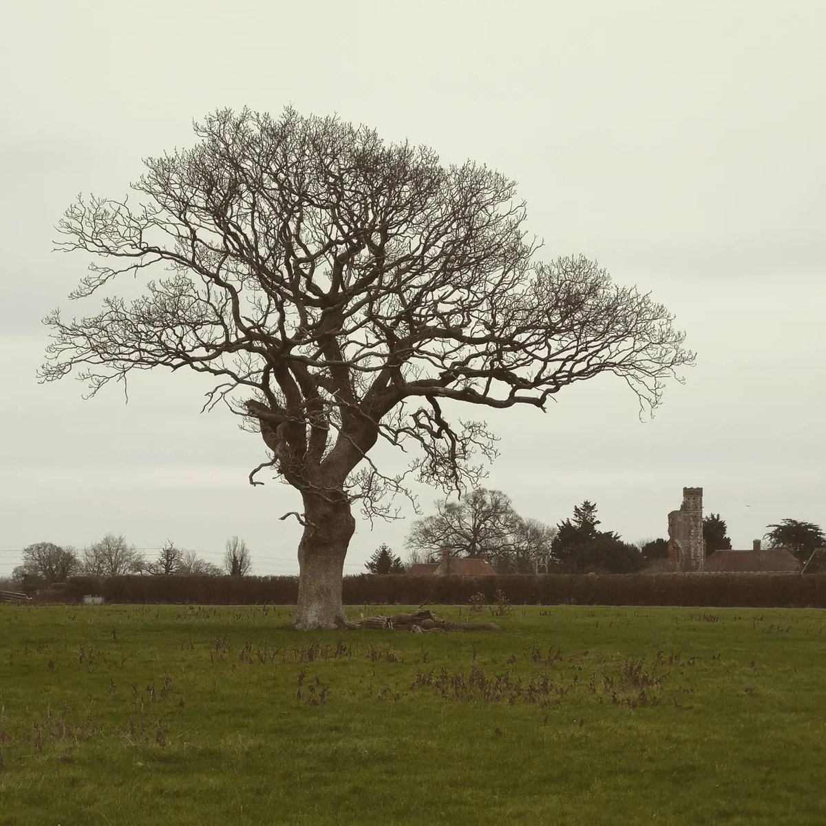 gwrolls's tweet image. Moody tree in the middle of a field. The site of a great battle many years ago, the souls of the dead still roam there...

&apos;How many were buried here?&apos;
&apos;Buried, lad? Nay, none were buried. Only claimed.&apos; 

#WritingPrompt
#WritingCommunity 
#microtale