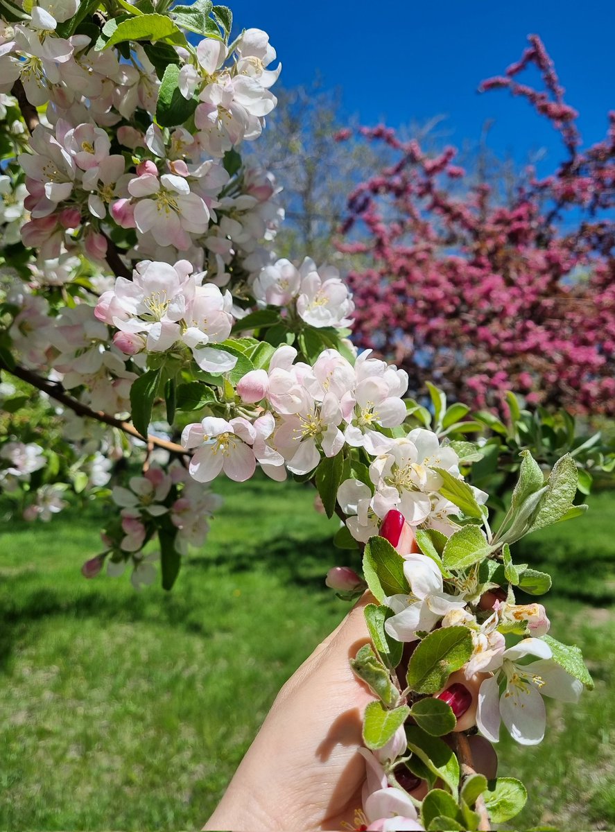 _Serendipce__'s tweet photo. Hıdrellez duası; 
" Nesi varsa, bölüşecek biri olsun. Nesi yoksa, bulup getirecek biri olsun" 🌿
Sevmenin ve sevilmenin güzelliği bulsun hepimizi, doğanın şevkati sarsın kalplerimizi 🌺🍃 https://t.co/ZKpRucARV8