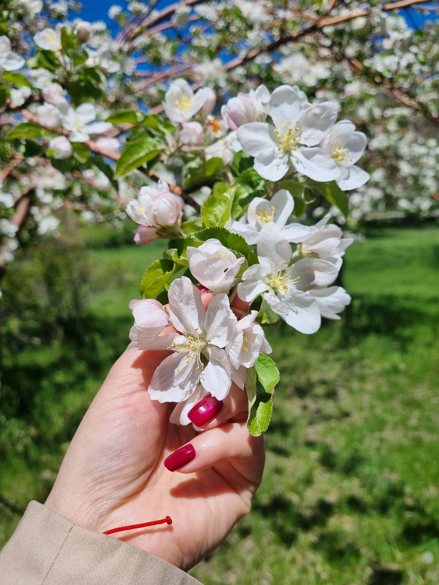 _Serendipce__'s tweet photo. Hıdrellez duası; 
" Nesi varsa, bölüşecek biri olsun. Nesi yoksa, bulup getirecek biri olsun" 🌿
Sevmenin ve sevilmenin güzelliği bulsun hepimizi, doğanın şevkati sarsın kalplerimizi 🌺🍃 https://t.co/ZKpRucARV8