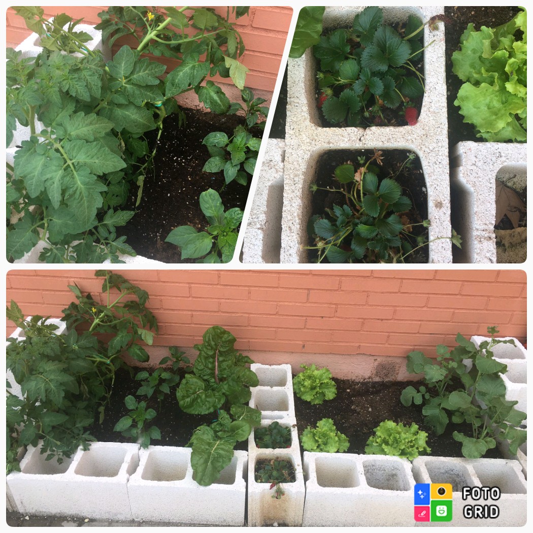 ieslasamericas's tweet photo. El pequeño gran huerto americano avanza... https://t.co/XB3kS2y4Ir