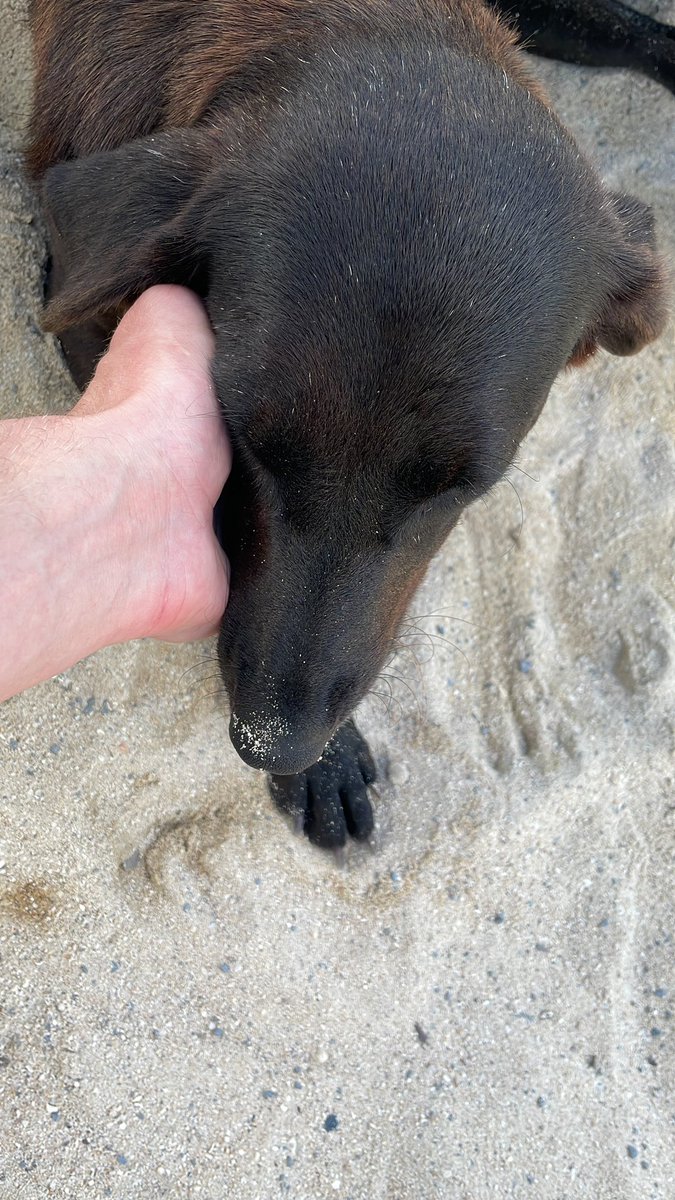 olym3r's tweet photo. Who lives in #mauritius and wants a free pet? We (me and a friend from Kenia) will bring her to the vet today (so she will be all clear). She currently has a broken leg - so she will need some love after her operation. Please let me know asap as my flight goes tomorrow morning https://t.co/q3yO2wTfRi