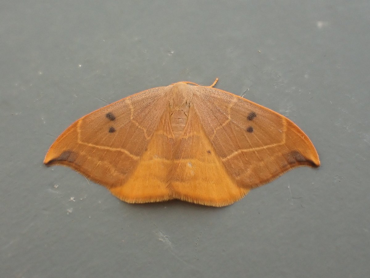 Moth du jour: Oak Hook-tip (Watsonalla binaria). I usually only see the 2nd brood of these around August, which are almost half the size of this chunky beast. #TeamMoth #GlosMoths