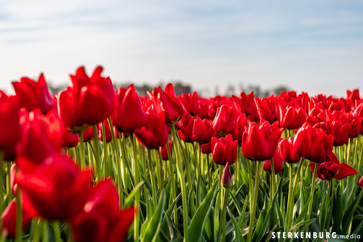 Rode tulpen in bloei!

#tulpen #groningen #hogeland #hethogeland #daspasgrunnen #tulips #lente #bollenvelden #ergaatnietsbovengroningen #rtvnoord #mooigrunnen #tulips #hogeland #groningen #visitgroningen #tulipmania #nikonnl #grunn #kleinehuisjes #tulipsofinstagram